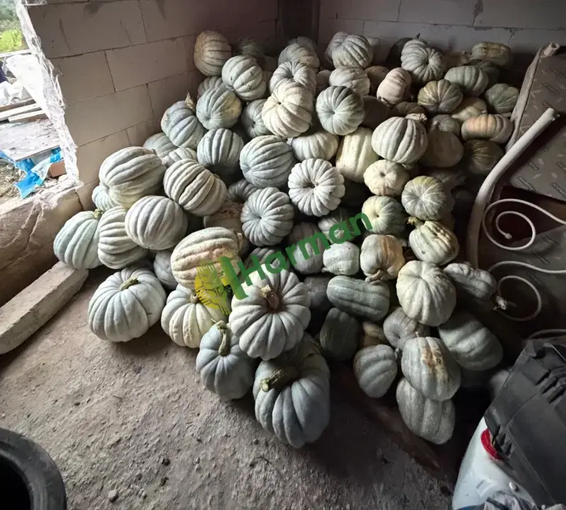 satılık ak kabak izmit esintim tarım işletmeciliği