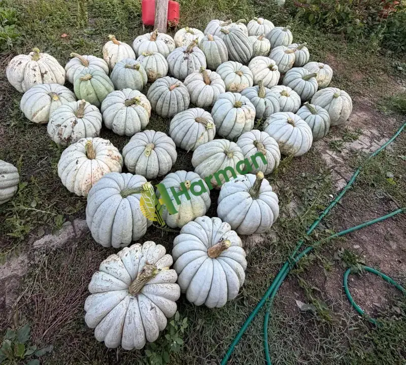 satılık ak kabak izmit esintim tarım işletmeciliği
