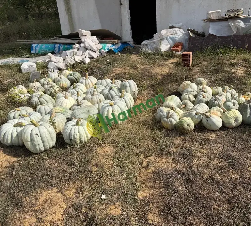 satılık ak kabak izmit esintim tarım işletmeciliği