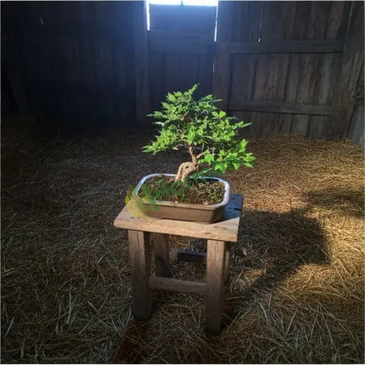 Kırşehir Kaman'da akçaağaç bonsai satılık