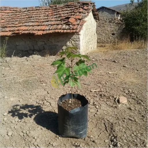 Erzincan Refahiye'de akçaağaç satılık