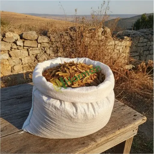 Van Erciş'te akçaağaç tohumu satılık