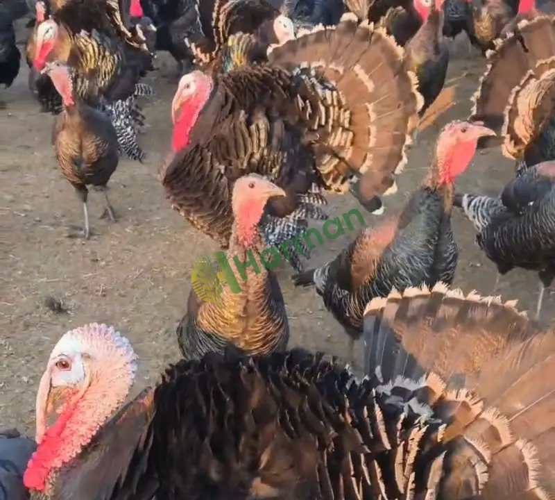 Satılık Amerikan Bronz 1 Yaşında Etlik Hindi Kahramanmaraş Elbistan - 2