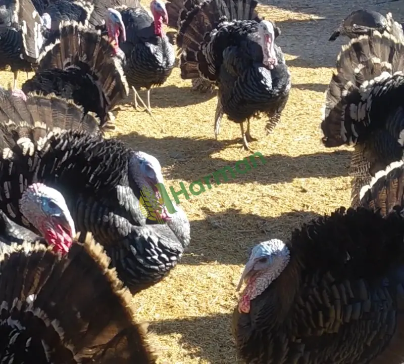 Satılık Amerikan Bronz 1 Yaşında Etlik Hindi Kahramanmaraş Elbistan - 4