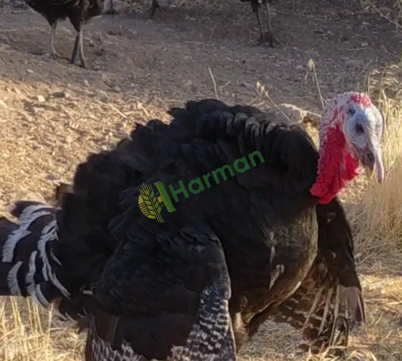 Satılık Amerikan Bronz 1 Yaşında Etlik Hindi Kahramanmaraş Elbistan - 5