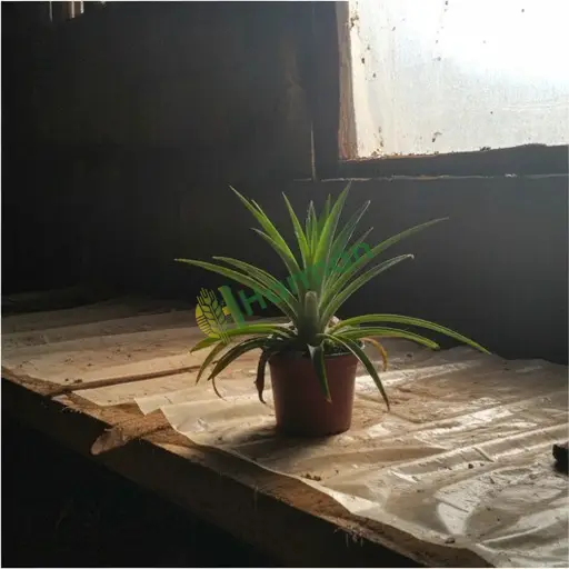 Muğla Milas'tan Ananas Bitkisi Satılık