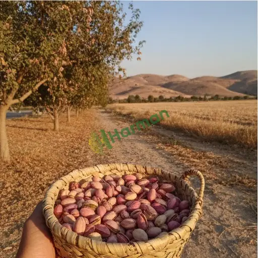 Mardin Mazıdağı'nda Antep fıstığı satılık
