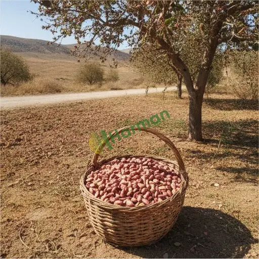 Mardin Ömerli Antep fıstığı satılır