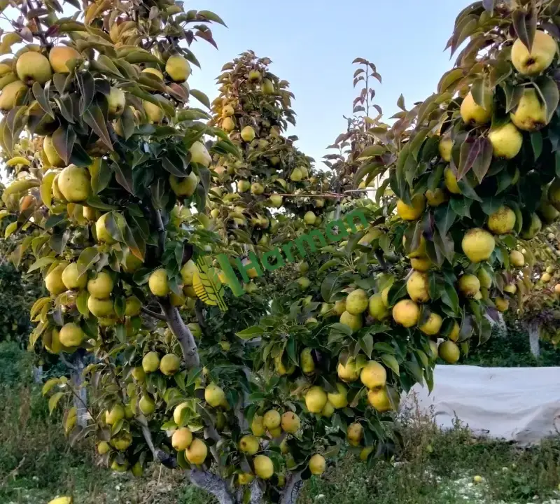Satılık armut ağaç başı taze - korkuteli