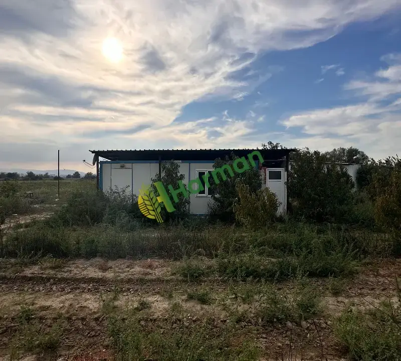 SATILIK ARMUT TARLASI TAPU