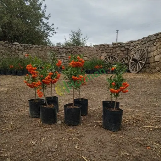Edirne Lalapaşa ateş dikeni fidanı satıyorum