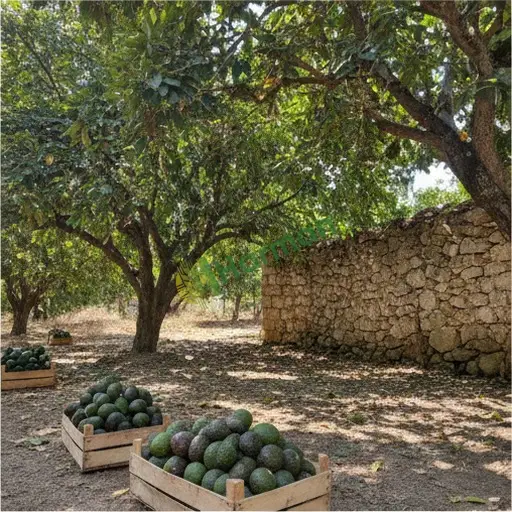Gümüşhane Merkez avokado satıyorum