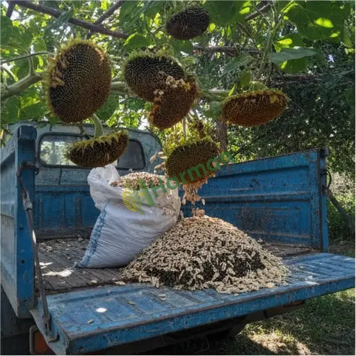 Mersin Aydıncık'ta yağlık ayçiçeği satılık