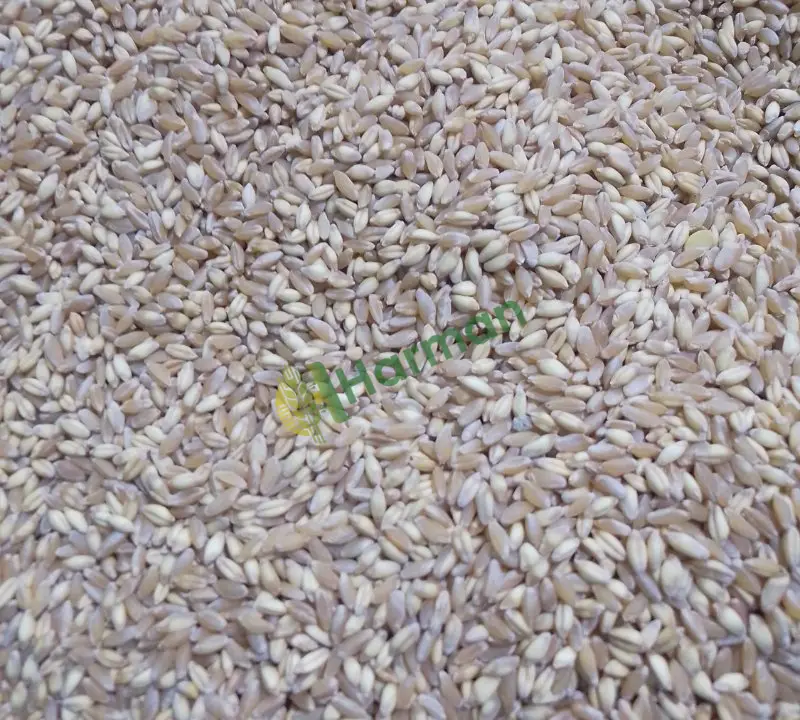 Satılık ayıklanmış buğday tohumluk
