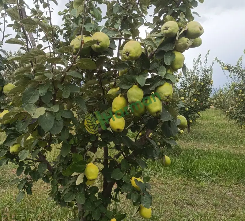 Satılık ayva