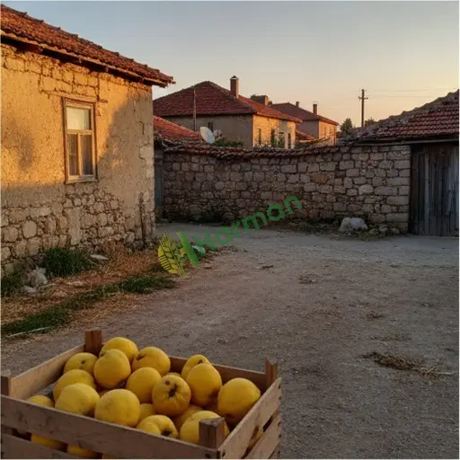 Nazımiye'de ayva satılık