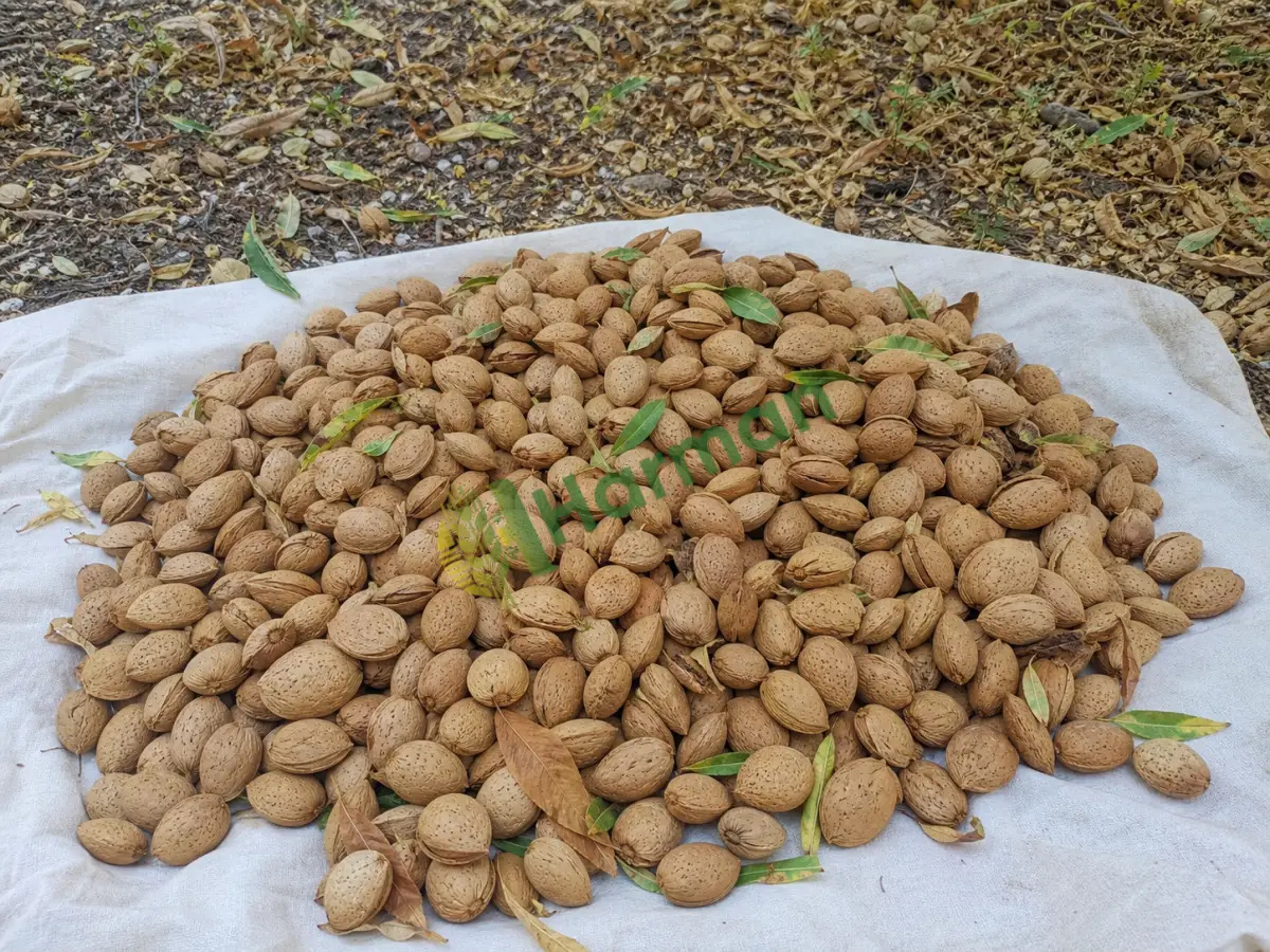 Satılık badem