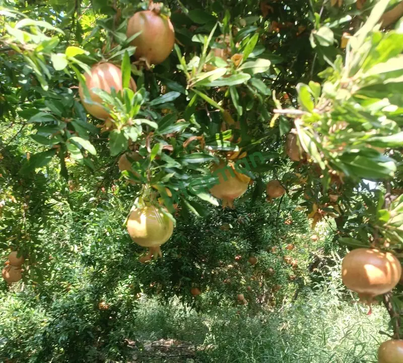 Satılık bahçeden sıyrılmalik nar kompile
