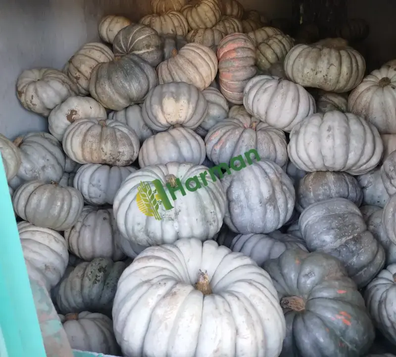 Satılık Bal kabağı