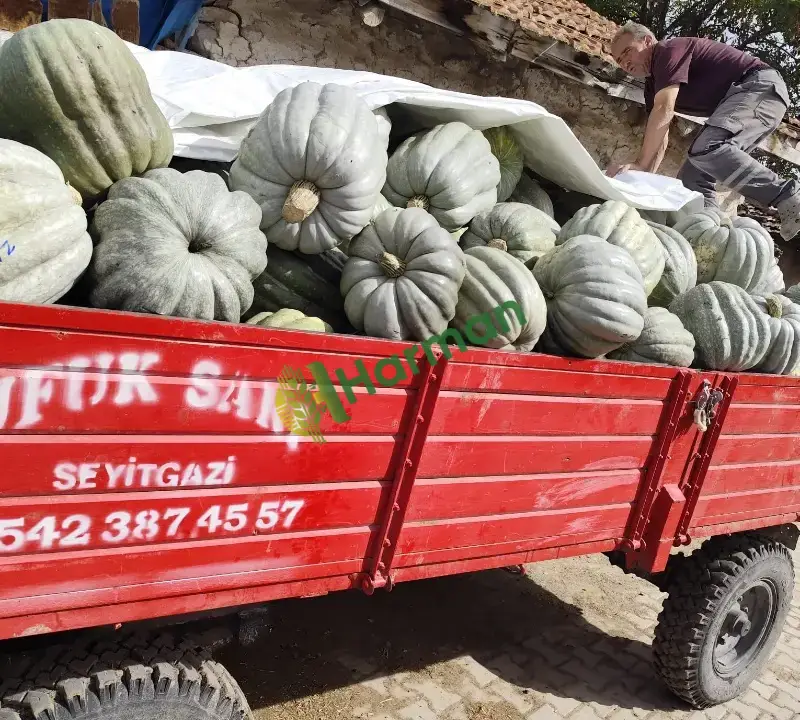 Satılık Bal Kabağı -ESKİŞEHİR