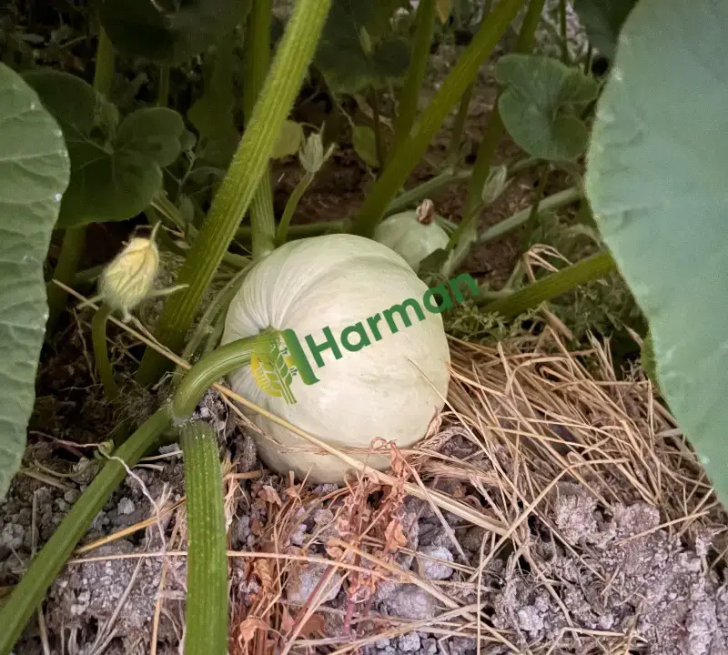 Satılık bal kabağı