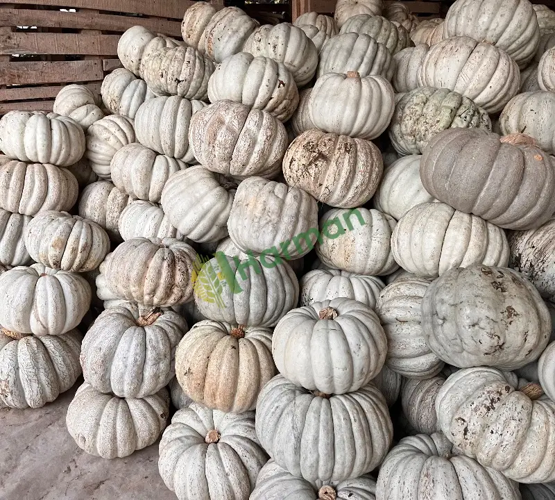 Satılık ballı kız arıcan97