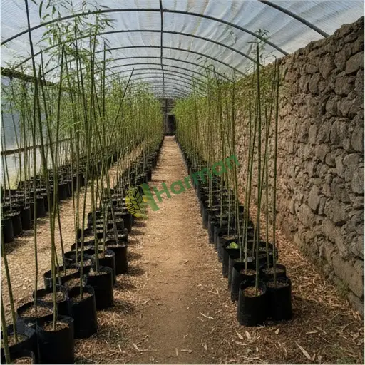 Kütahya Dumlupınar'da bambu fidanı satılık
