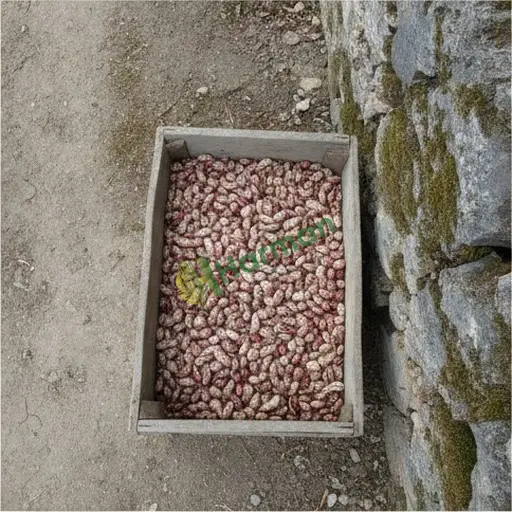Adıyaman Çelikhan'da barbunya satılık