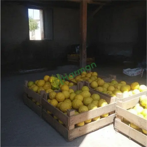 Osmaniye Merkez'de bergamot satıyorum