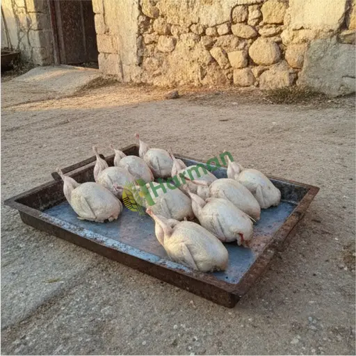 Artvin Şavşat'ta bıldırcın eti satılık