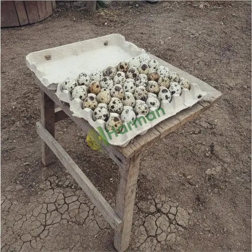 Erzurum Narman'da Bildırcın Yumurtası Satıyorum