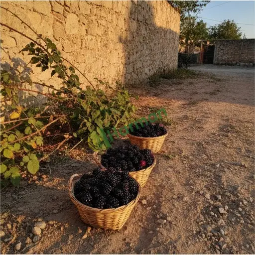 Gümüşhane Kürtün böğürtlen satılır