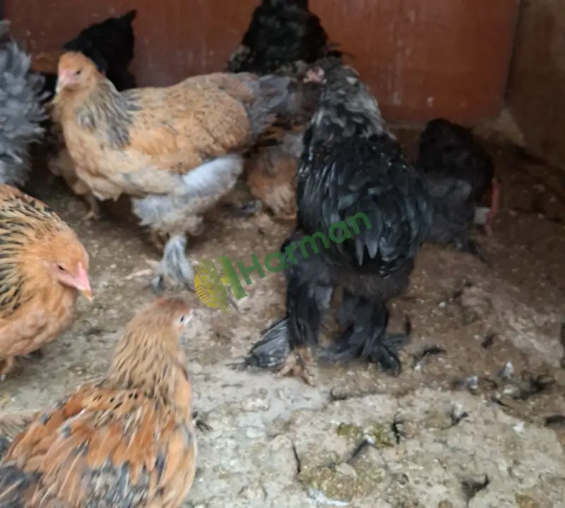 Satılık brahma ispenç trabzon gugulusu