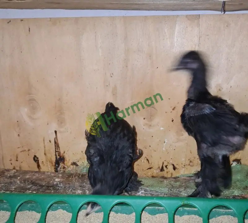 Satılık brahma ispenç trabzon gugulusu