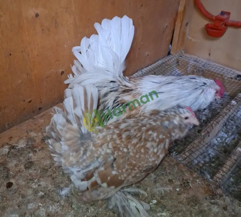 Satılık brahma ispenç trabzon gugulusu