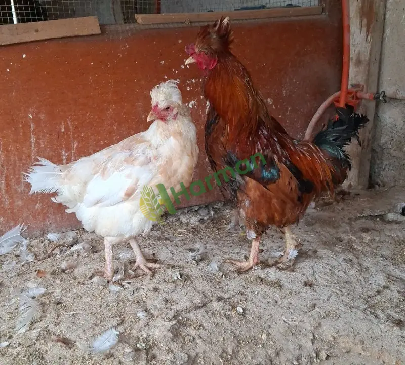 Satılık brahma ispenç trabzon gugulusu