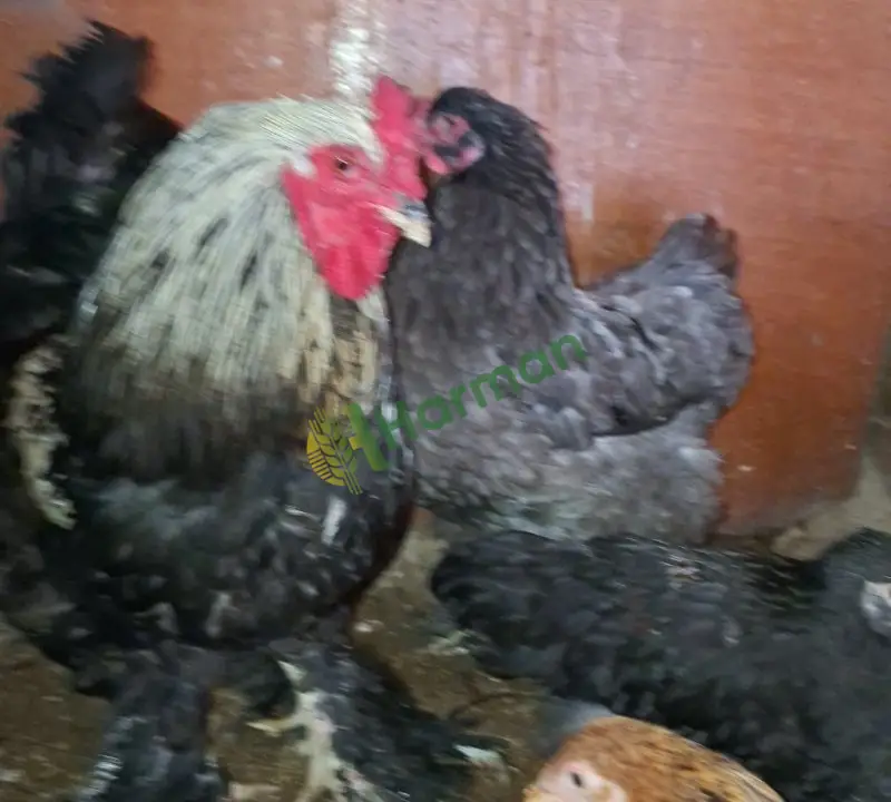 Satılık brahma ispenç trabzon gugulusu