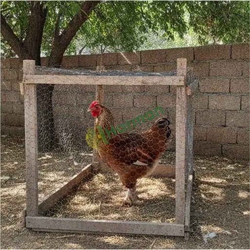 Van Bahçesaray Satılık Brahma Tavuğu