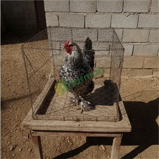 Van Çaldıran'da Brahma tavuğu satılık