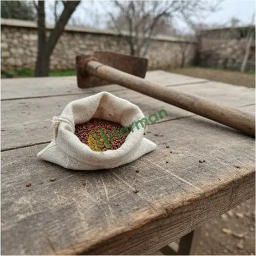 Kayseri Talas'ta Brüksel lahanası tohumu satıyorum