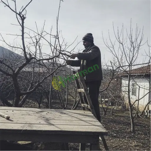 Adıyaman Çelikhan'da budama hizmeti veriyorum