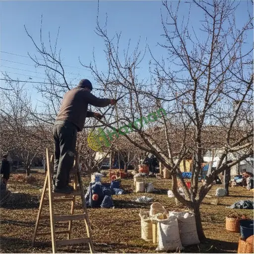 Balıkesir Edremit'te budama işi yapılır