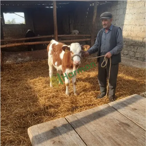 Kocaeli Dilovası'nda satılık dişi buzağı