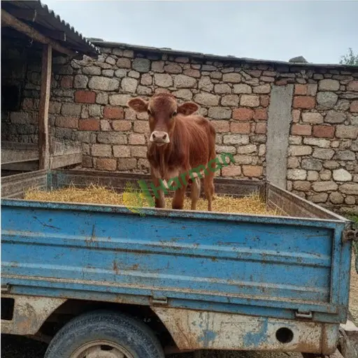 Osmaniye Bahçe'de erkek buzağı satılık