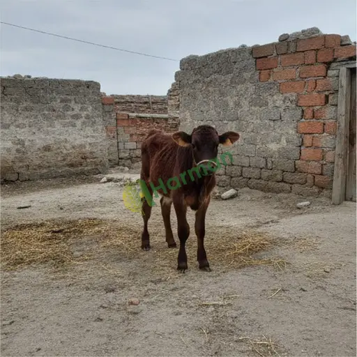 Osmaniye Kadirli'de erkek buzağı satılık