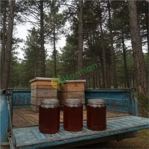 Zonguldak Kilimli çam balı satıyorum