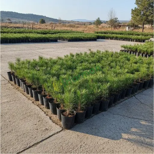 Çam Fidanı Satılık / Tunceli Ovacık