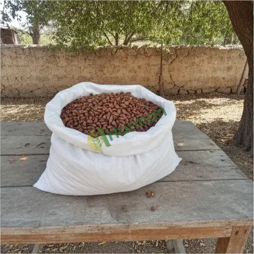 Niğde Çamardı'da çam fıstığı satılık