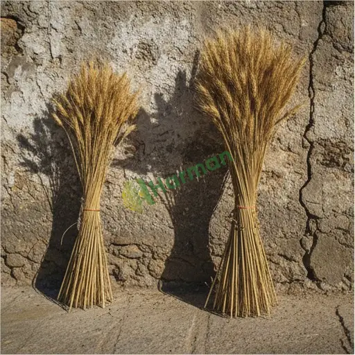 Adıyaman Kahta'da çavdar satarım