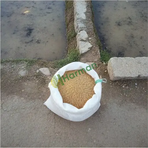 Ağrı Patnos'ta çeltik satılık